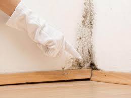 Why You Should Choose Our Mold Remediation Services in Fredericksburg, PA